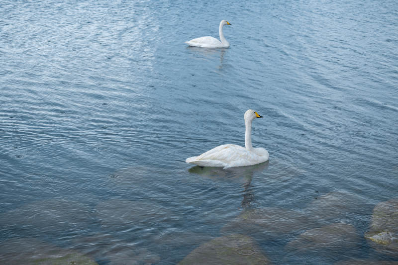 湖中两只天鹅图片