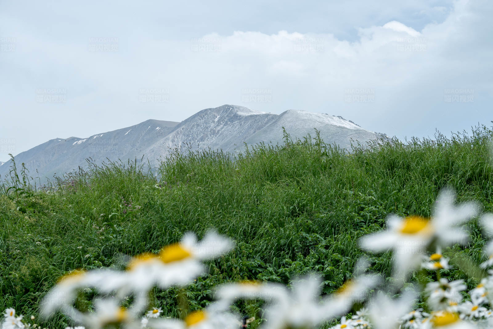 雪山前的花海图片