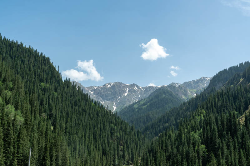 高山森林与蓝天白云图片