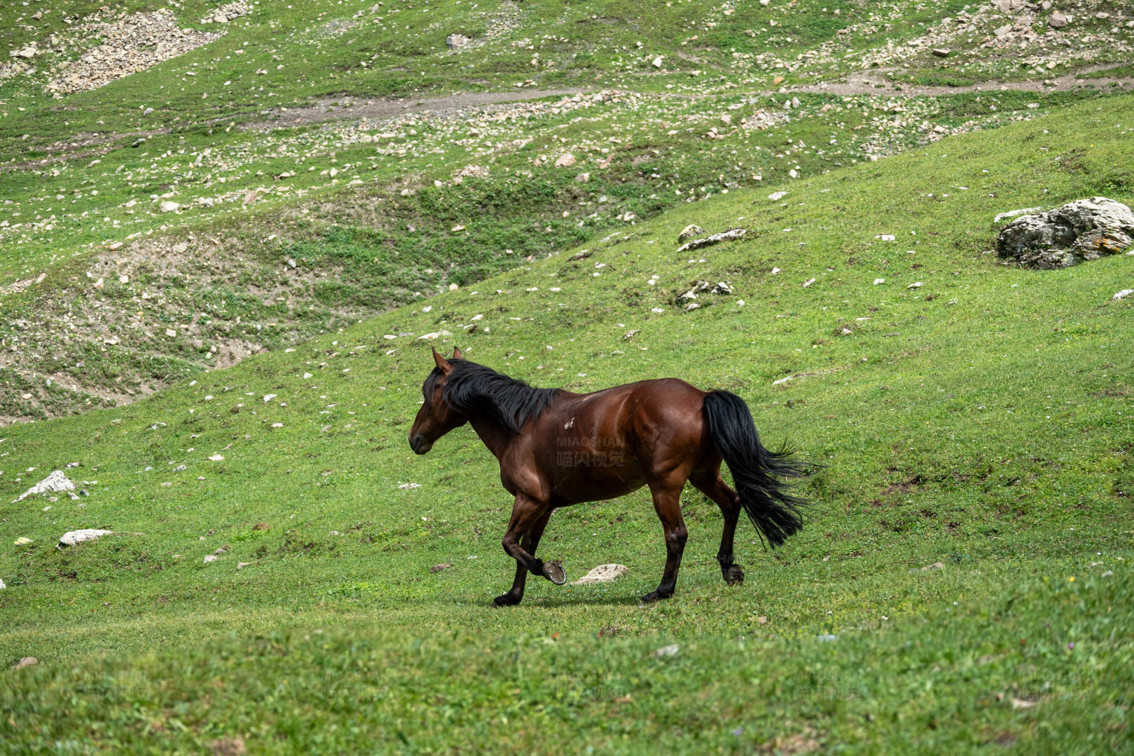 草原上的骏马图片