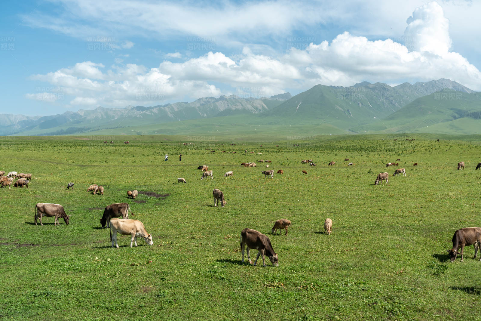 草原上的牛群图片