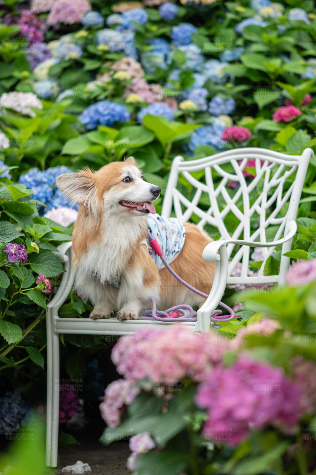 狗狗花园座椅休息图片