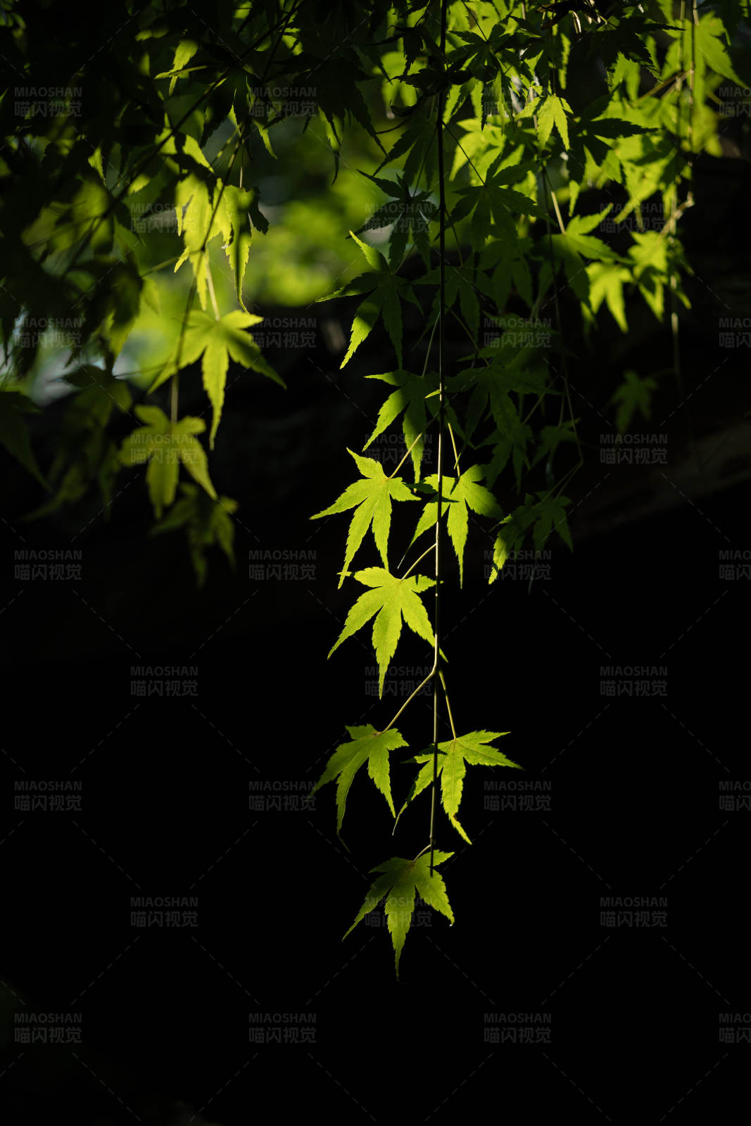 阳光下的绿叶图片