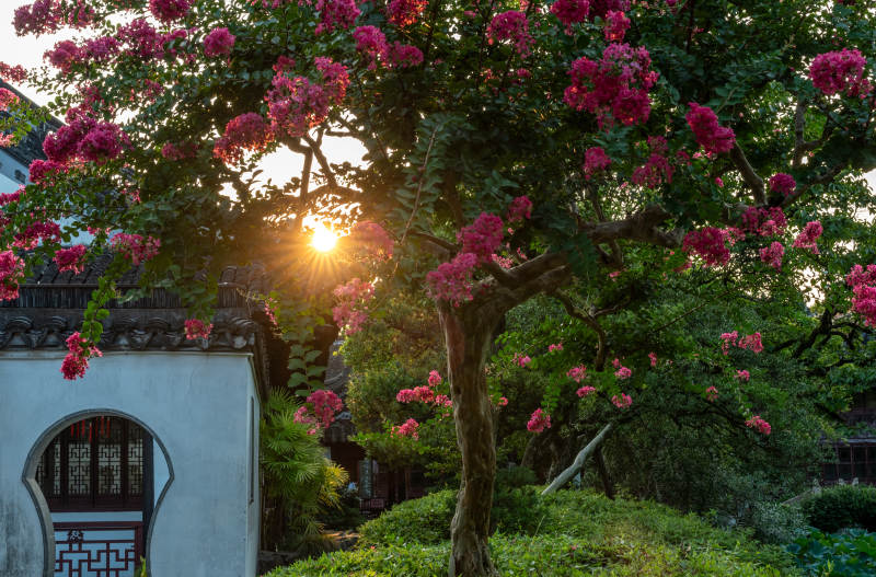 夕阳下的花树图片
