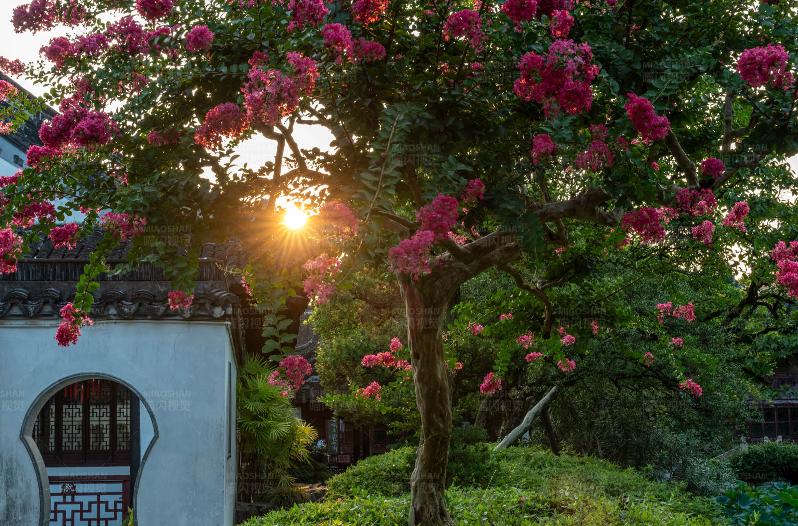 夕阳下的花树图片