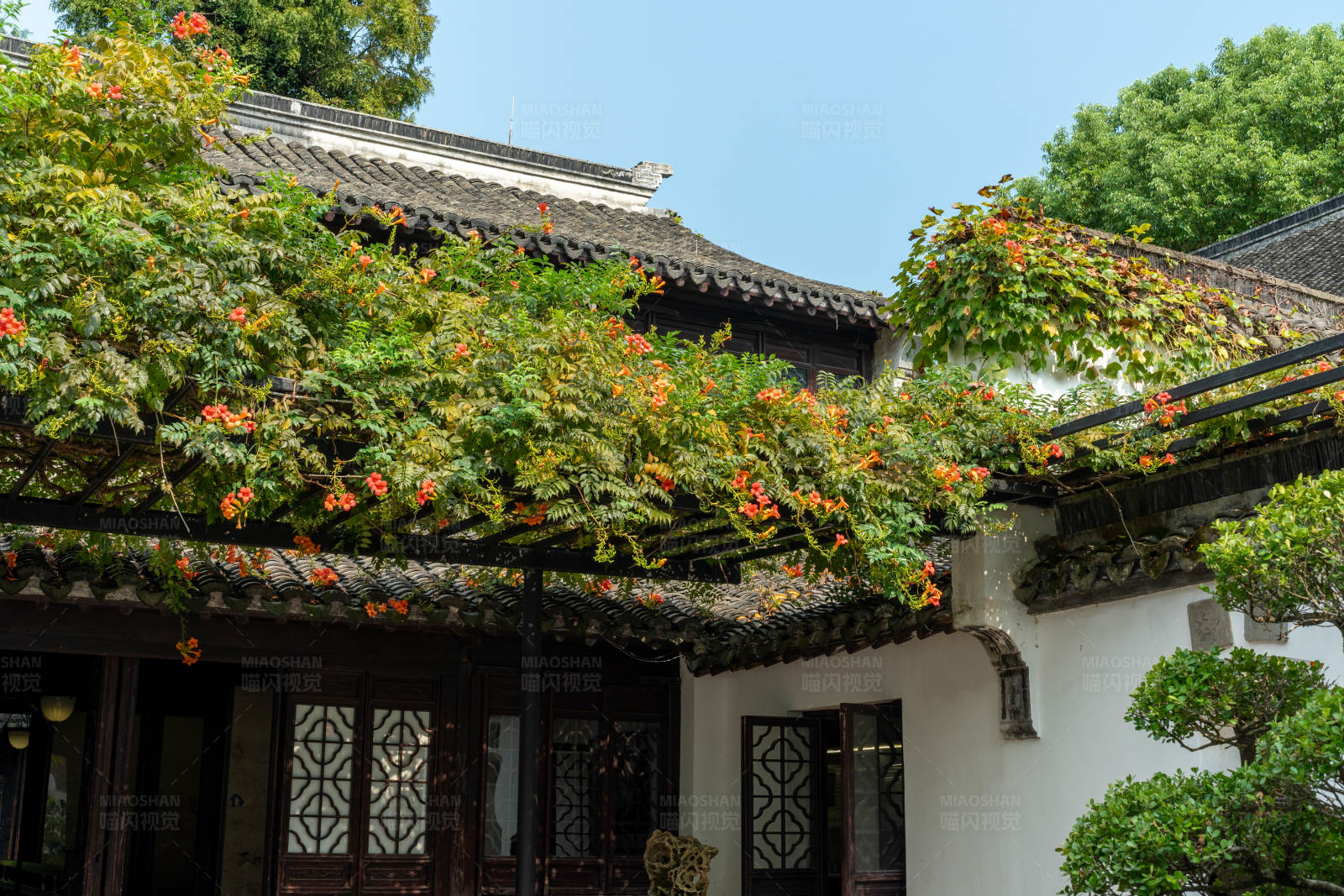 花藤覆盖的古典建筑图片