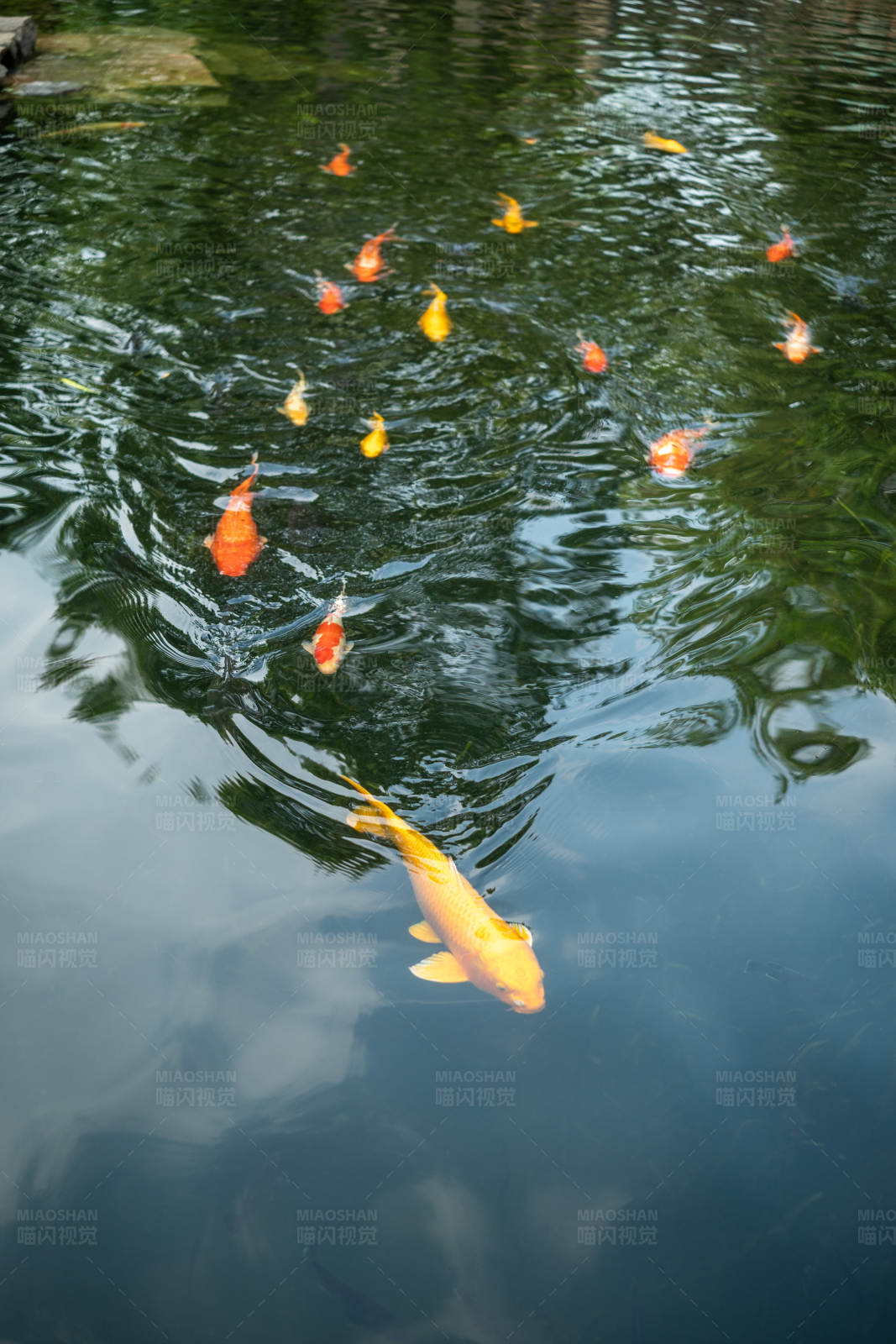 池中锦鲤游图片