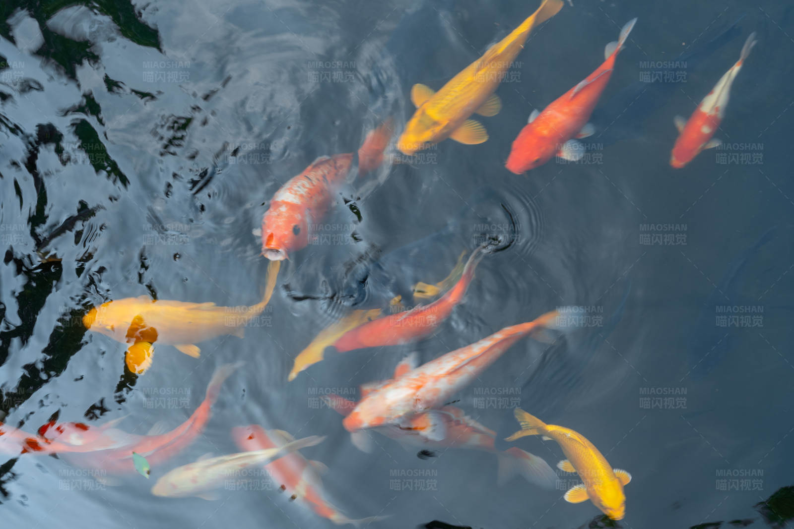 锦鲤游弋池中图片