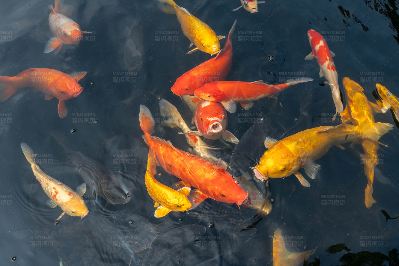 锦鲤游弋池中图片