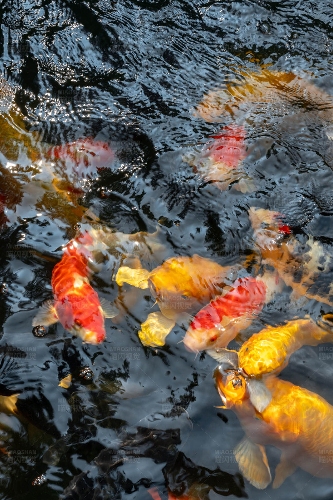 锦鲤游弋水面图片