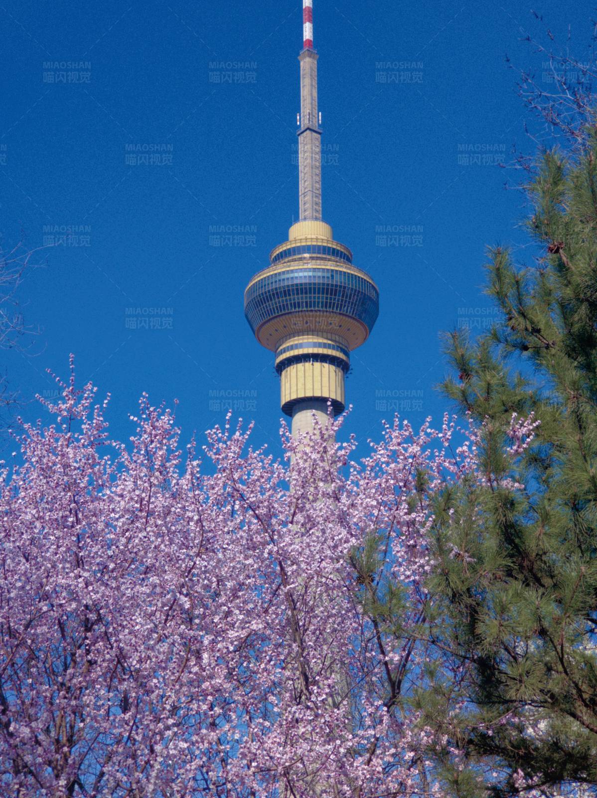 春日樱花与电视塔图片