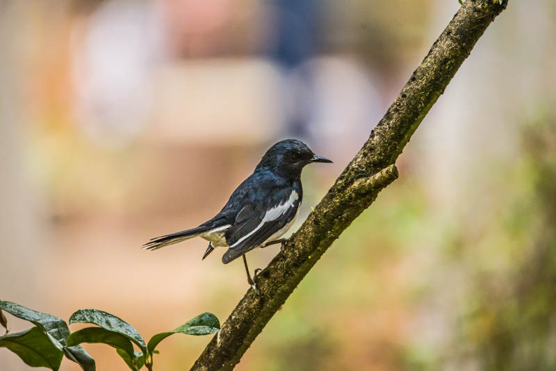 小鸟栖息在树枝上图片