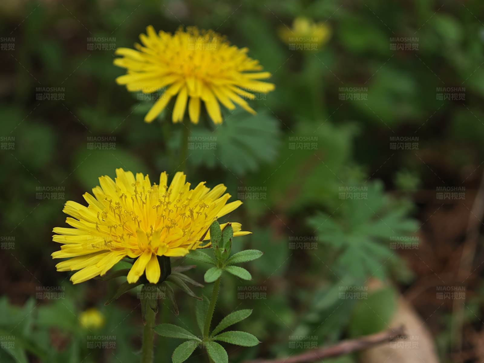 黄色花朵绽放蒲公英花图片