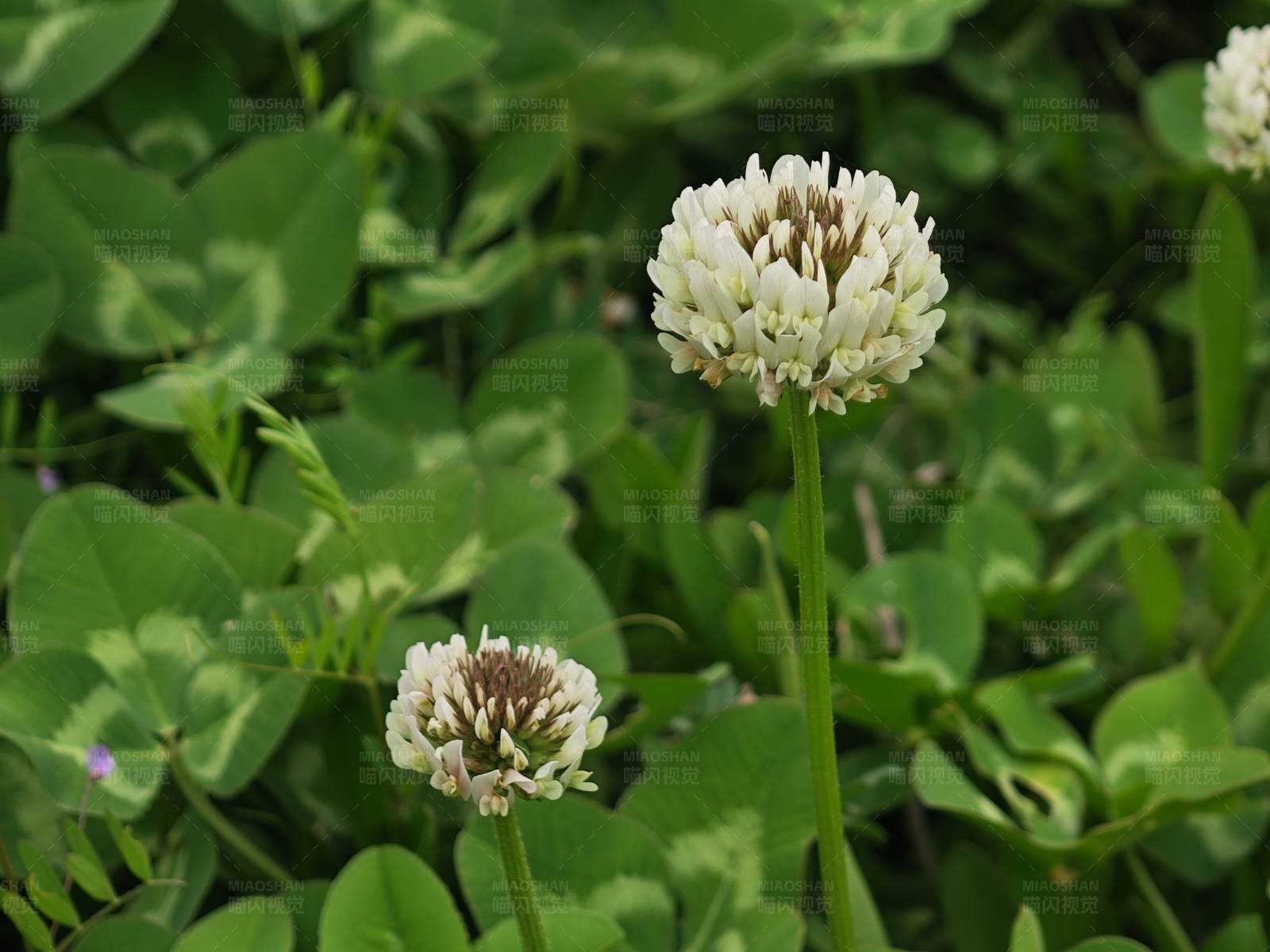 白色三叶草花图片