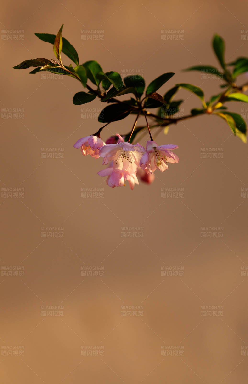 夕阳下的花朵特写图片