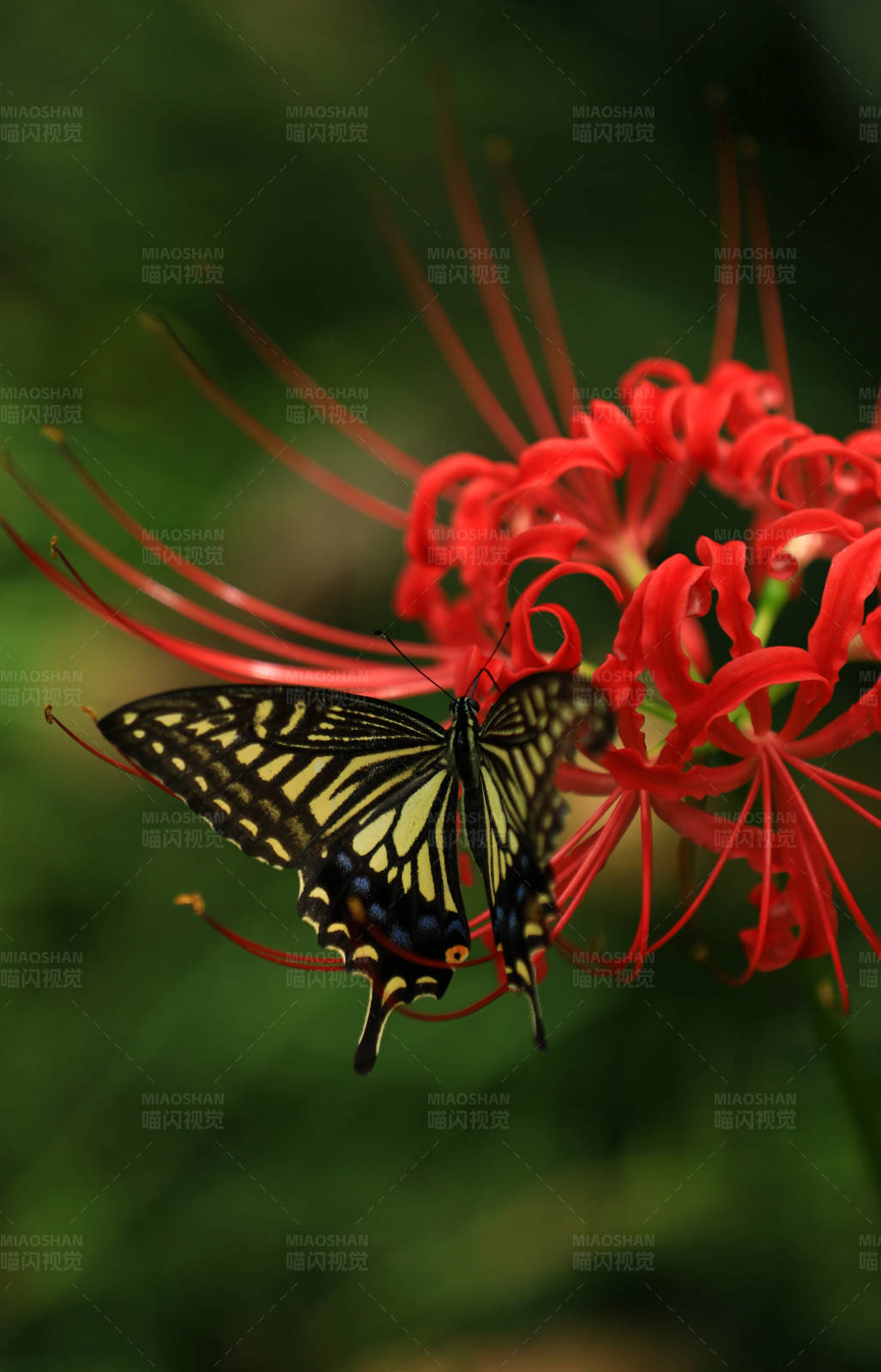 蝶舞红花间图片