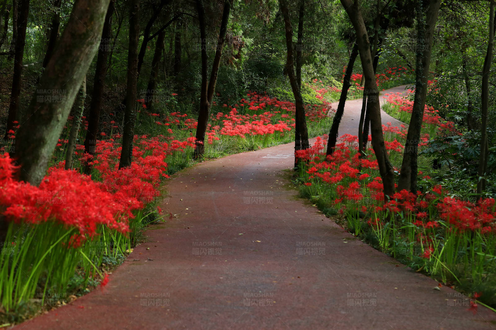 红花点缀的林间小路图片