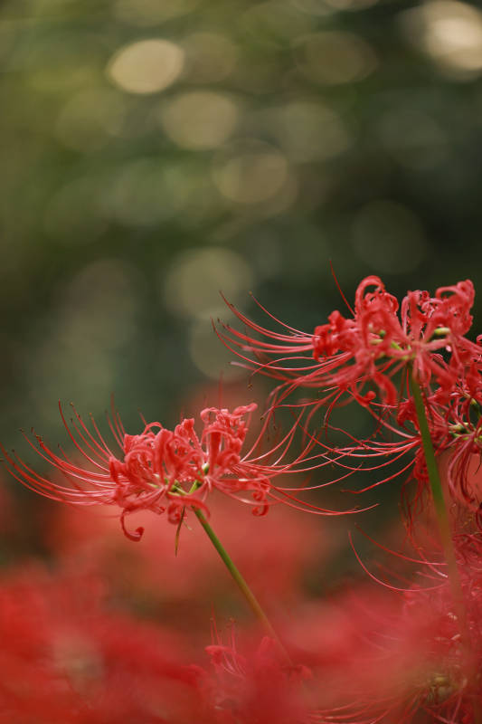 红蜘蛛百合的美丽瞬间图片