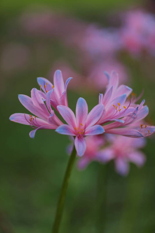 粉色花朵的特写镜头图片