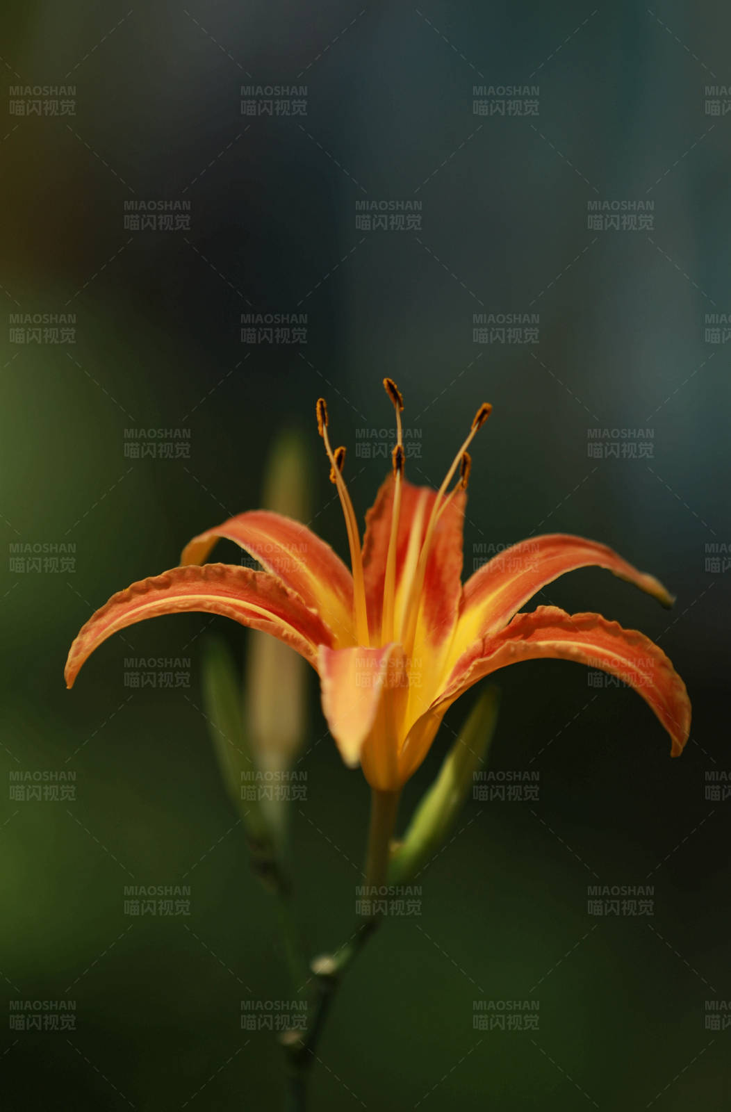 橙色花朵的特写图片