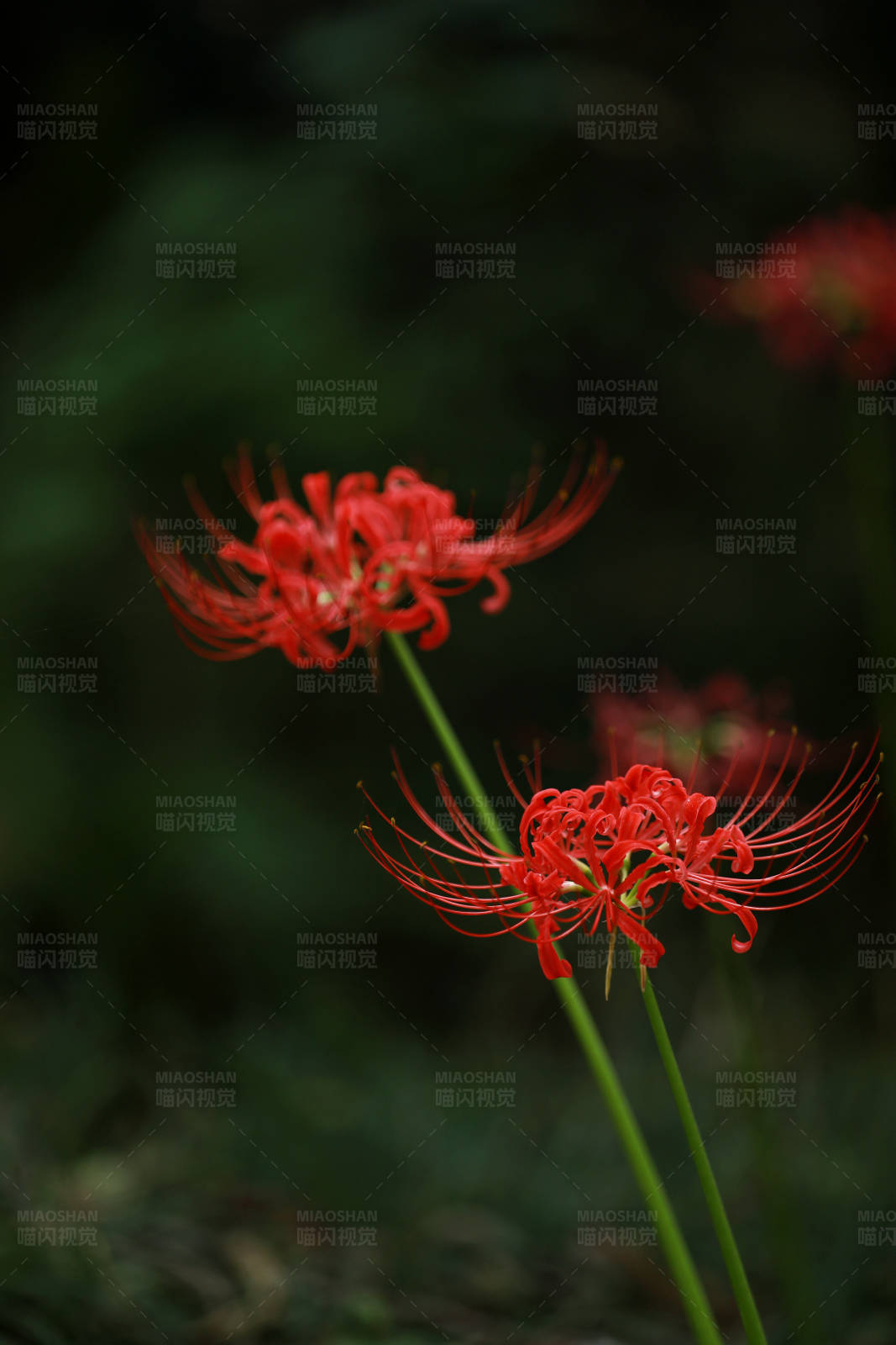 红花石蒜的美丽瞬间图片