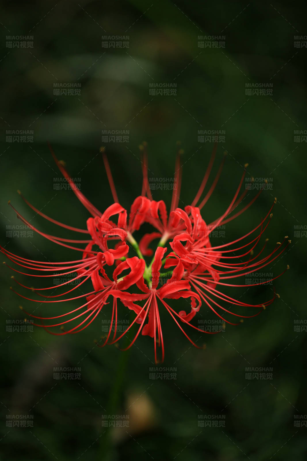 彼岸花绽放图片