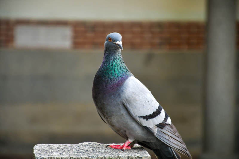 城市鸽子静立石上图片