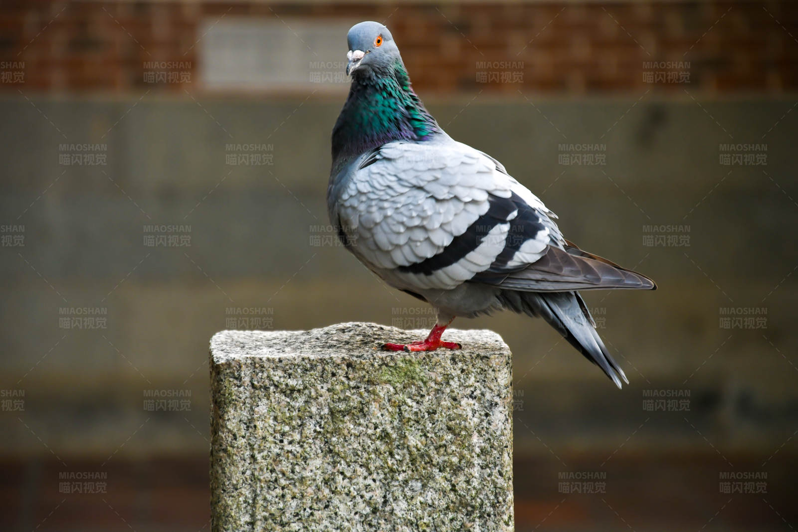 城市鸽子栖息石柱上图片