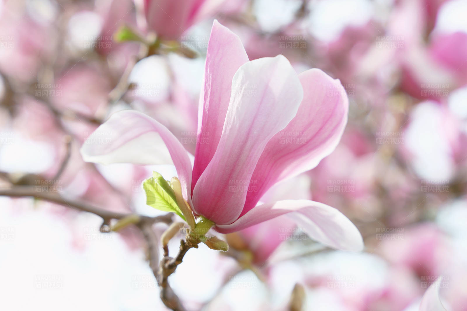 粉色玉兰花的春天图片