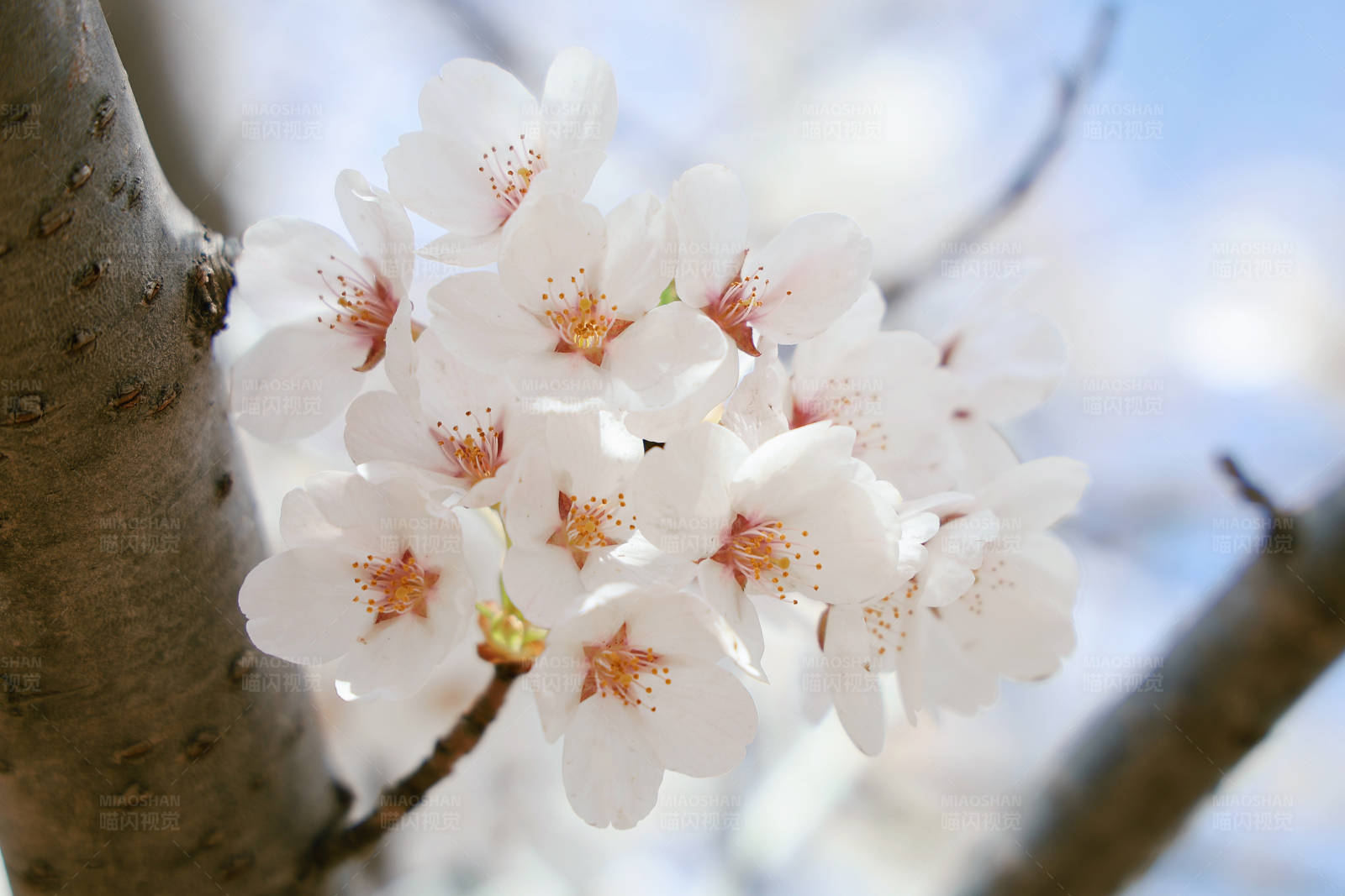 樱花盛开的美丽瞬间图片