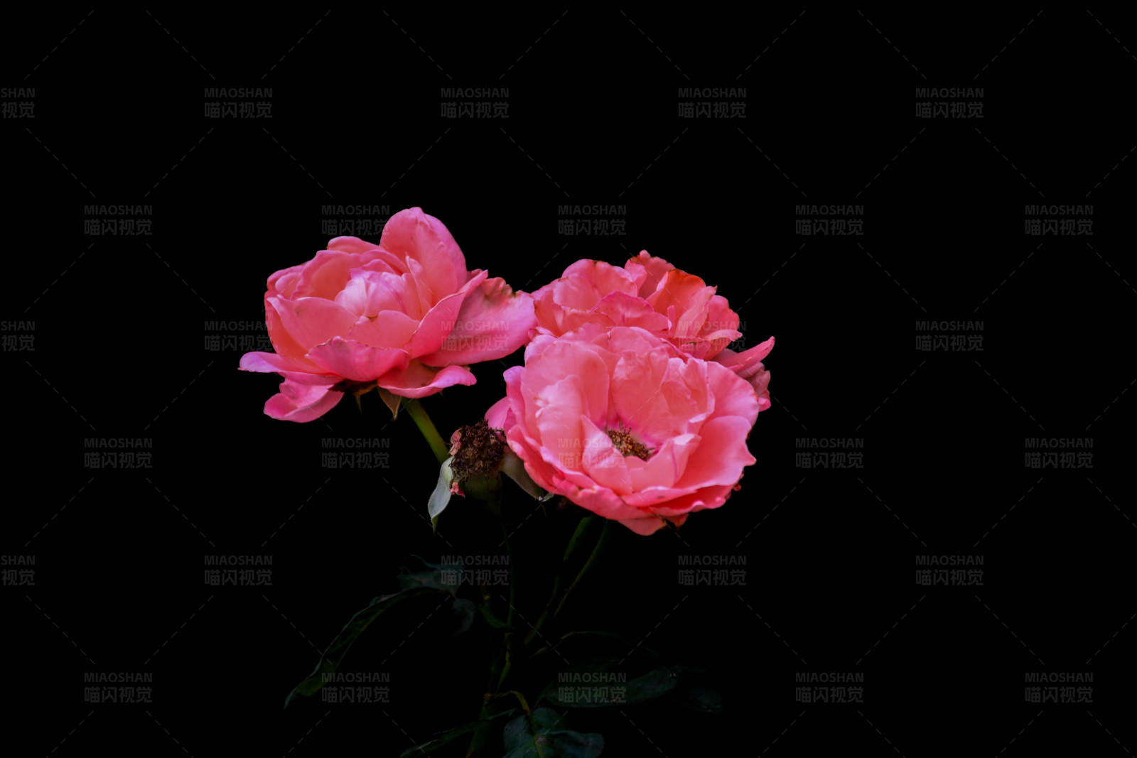 三朵粉色月季花图片