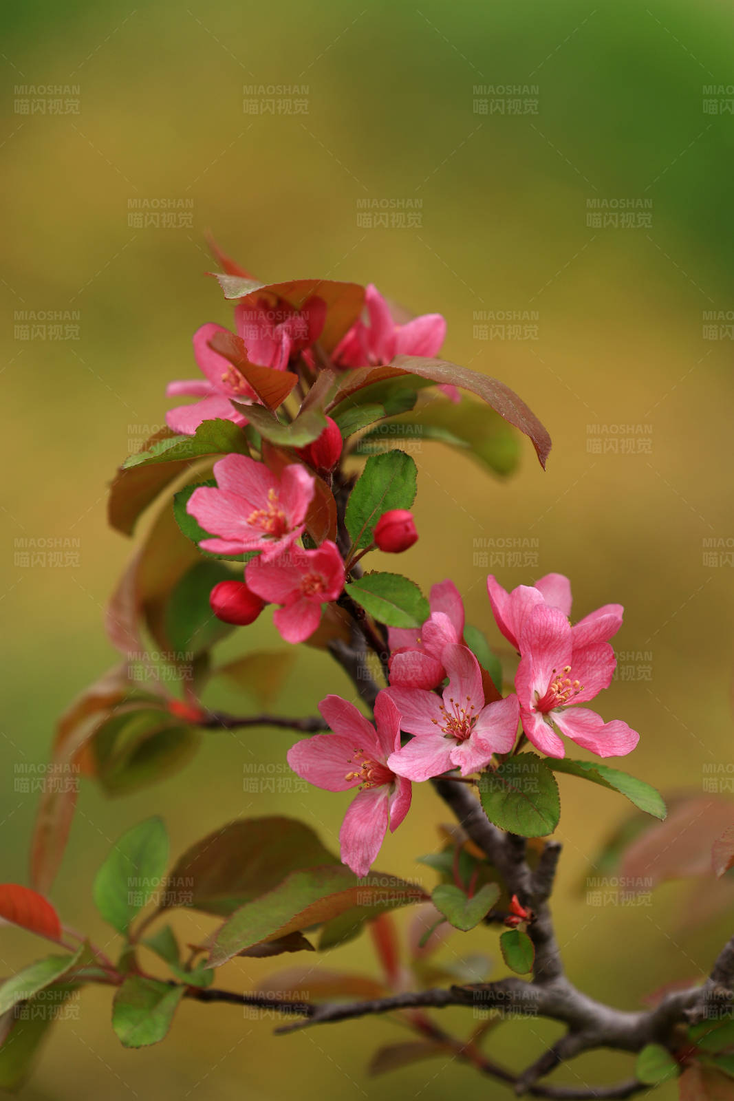 粉红花朵绽放枝头图片