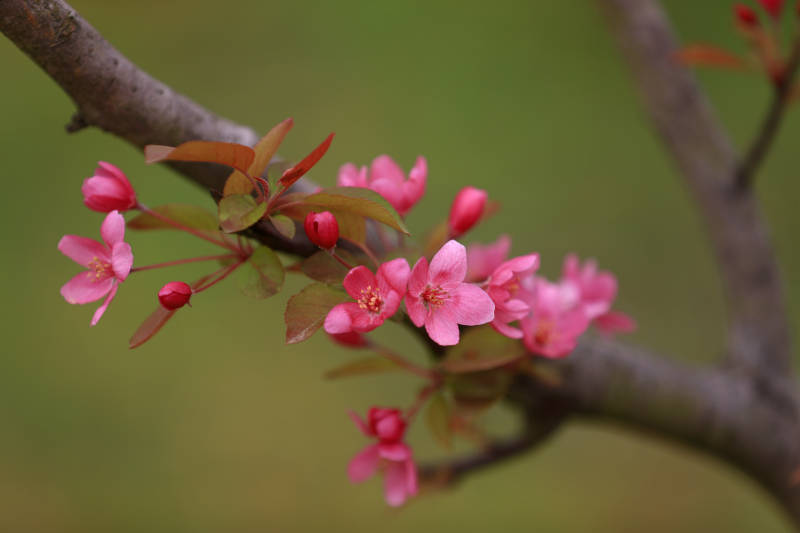 树干上的艳丽海棠花和花苞图片