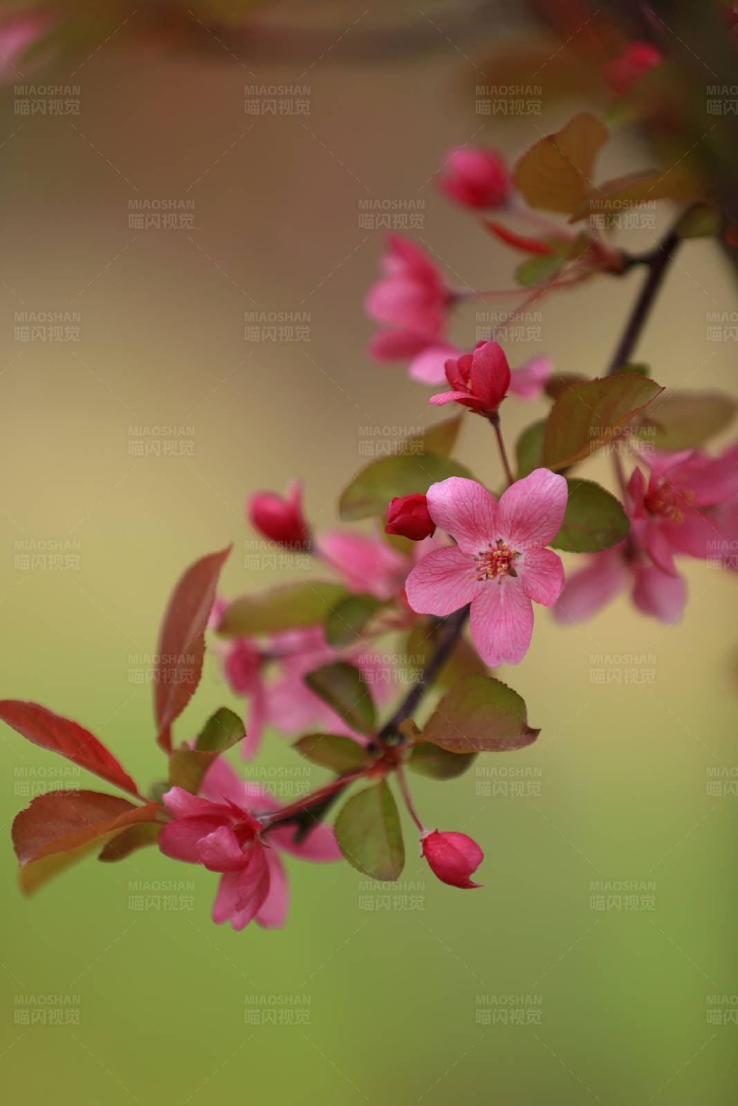 春日海棠花开图片
