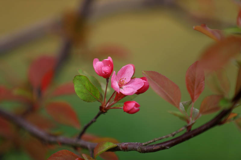 树枝上的一簇海棠花图片