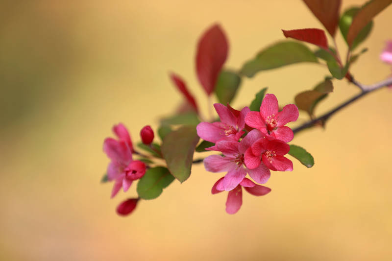粉色花朵绽放图片