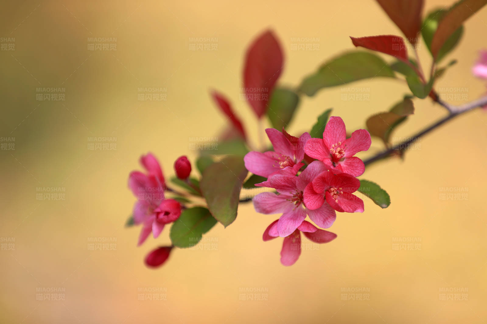 粉色花朵绽放图片