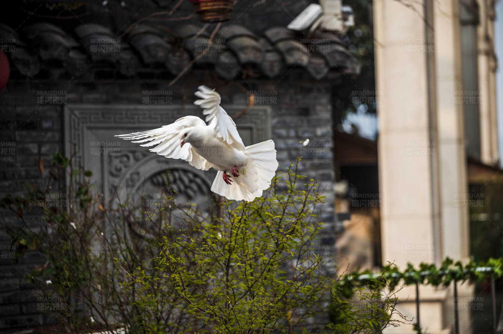 白鸽飞翔在古建筑前图片