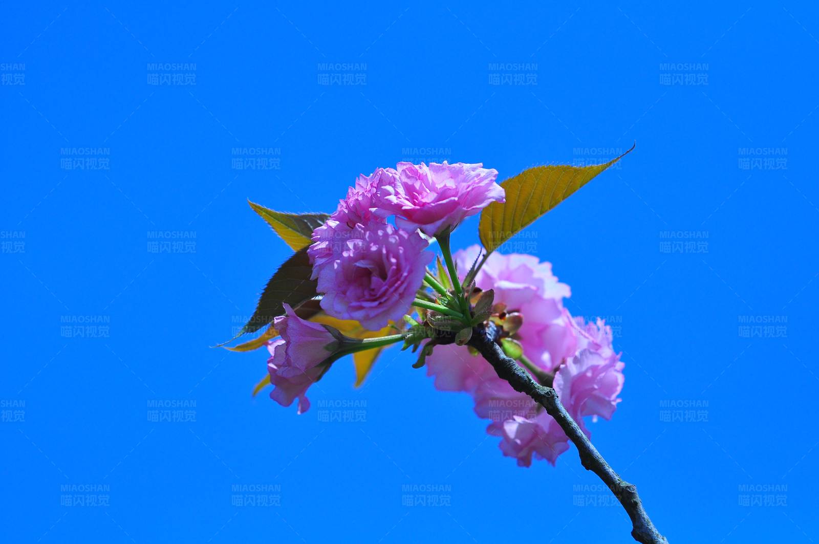 粉色花朵蓝天背景图片