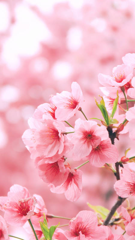 粉色樱花绽放图片