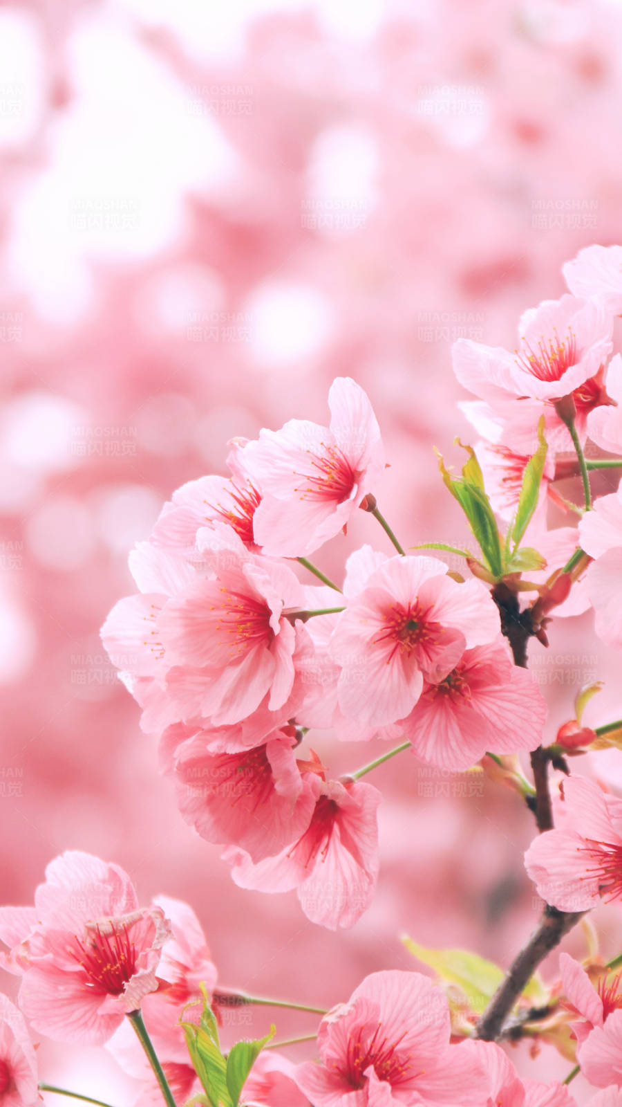 粉色樱花绽放图片