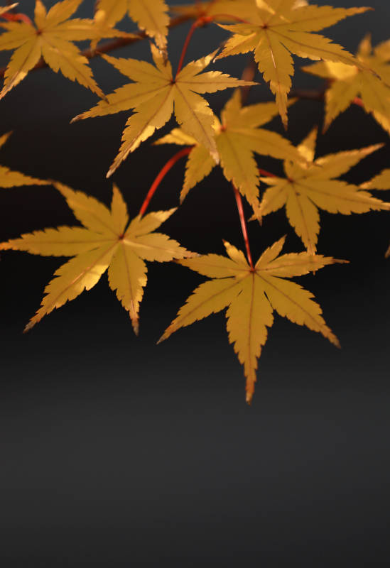 秋日枫叶光影图片