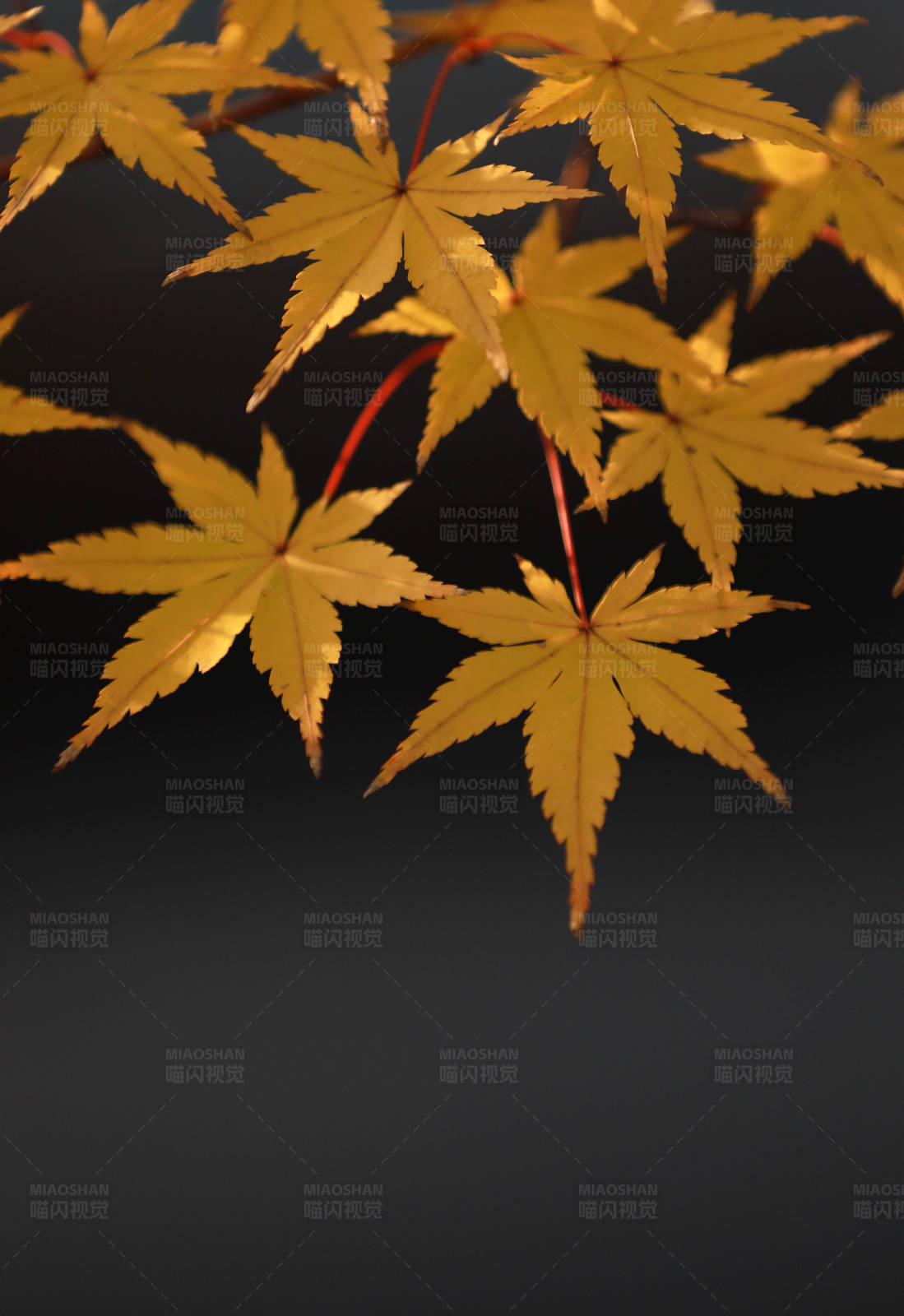 秋日枫叶光影图片