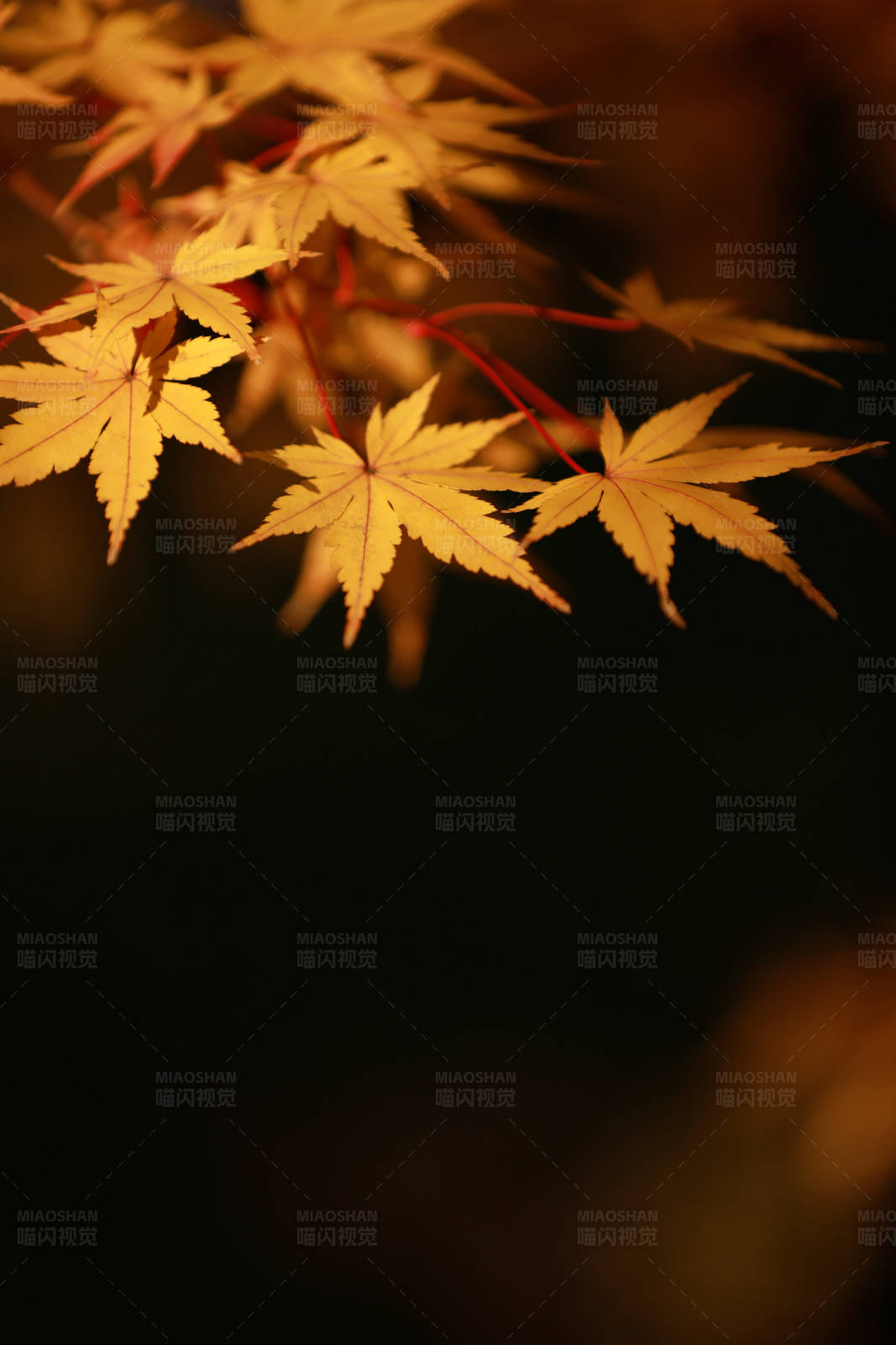 秋日枫叶光影图片
