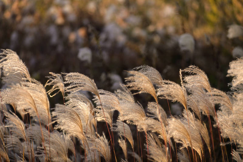 秋日芦苇随风摇曳图片