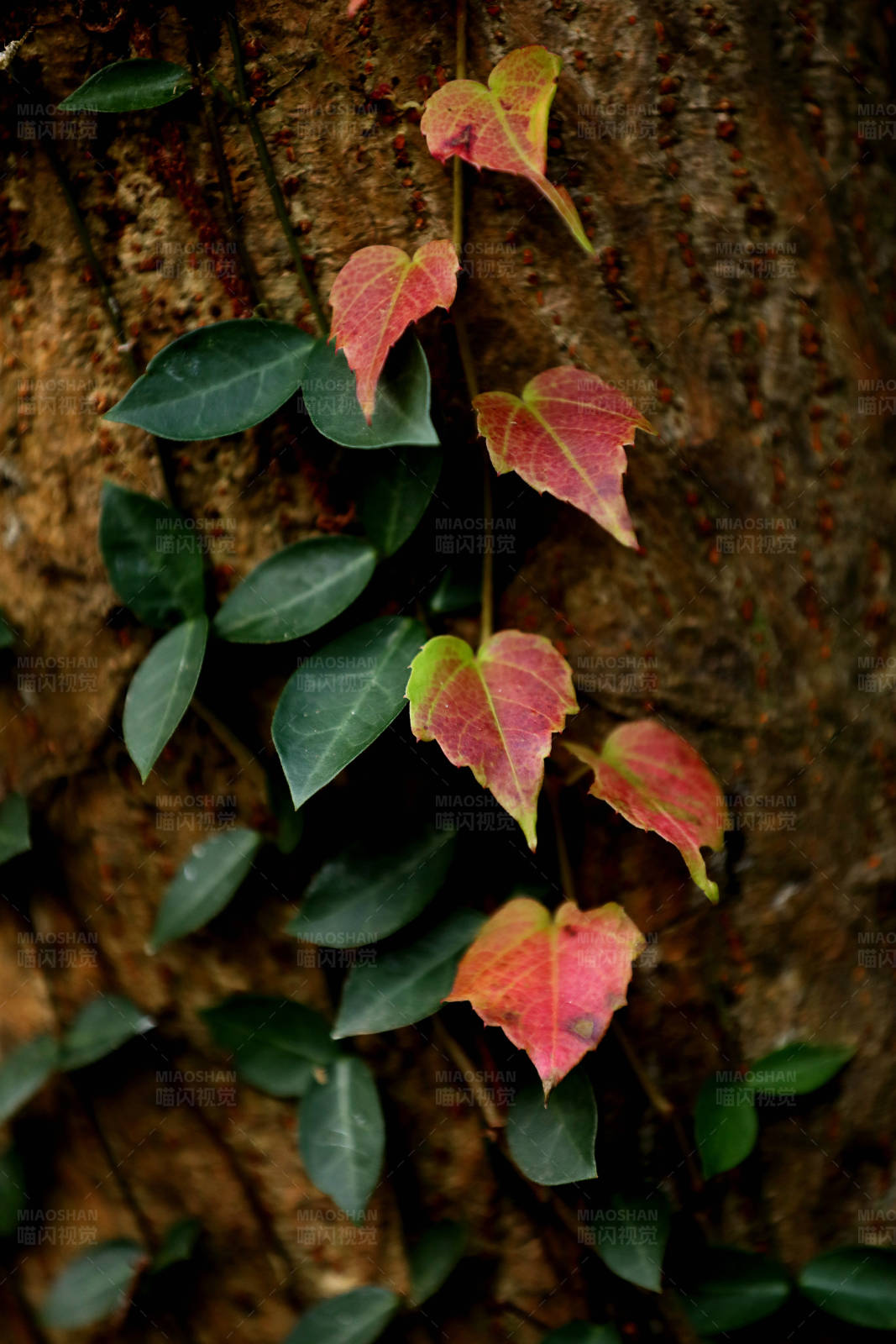秋叶依附树干图片