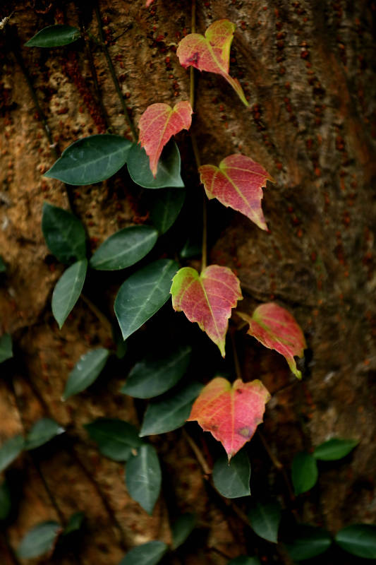 秋叶依附树干图片