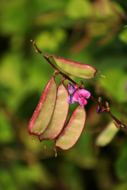 扁豆花与豆荚图片