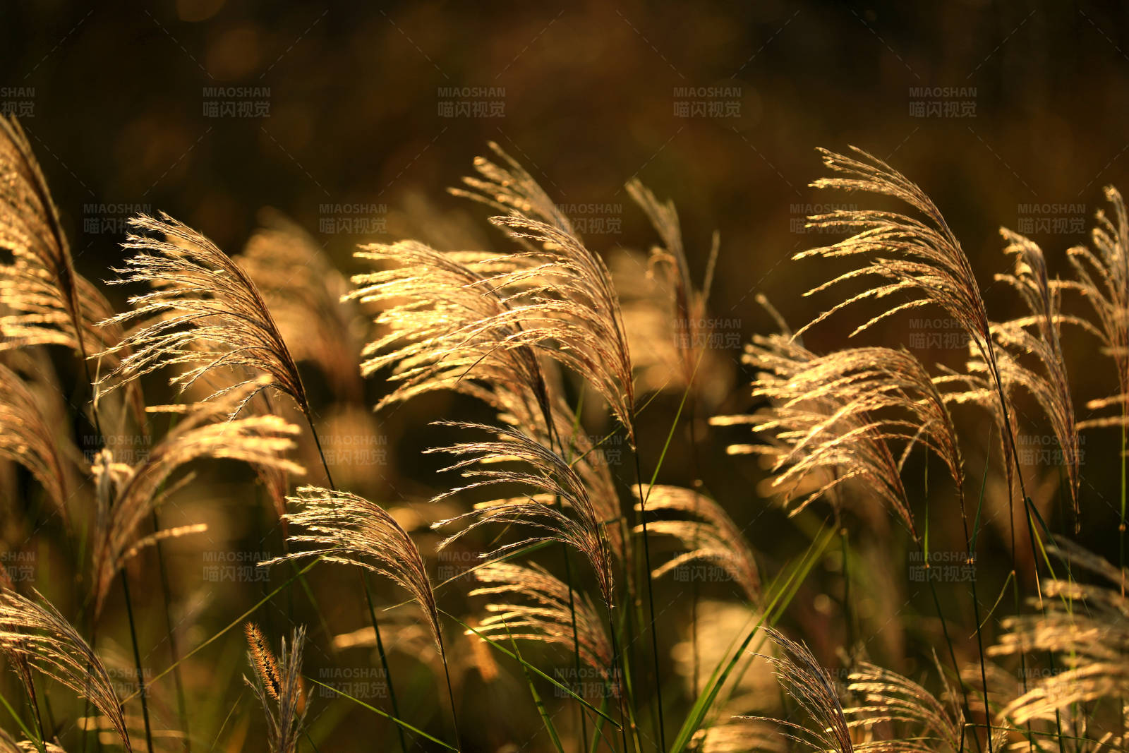 夕阳下的芦苇图片