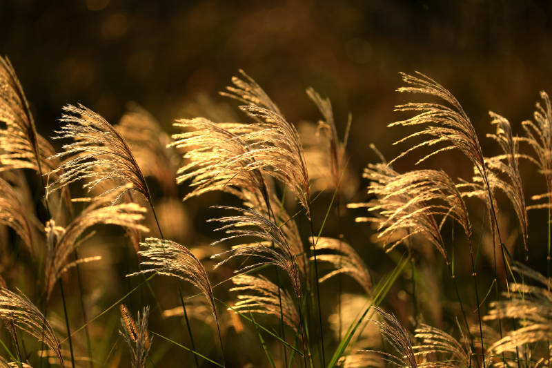 夕阳下的芦苇图片